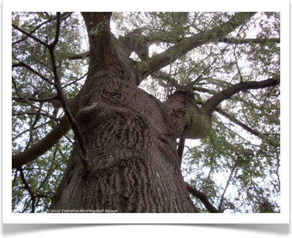 Quercus phellos, Willow Oak, a look up into the canopy