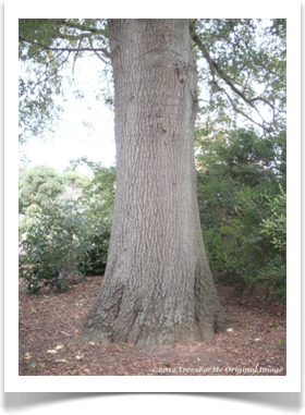 Quercus phellos, Willow Oak, trunk base