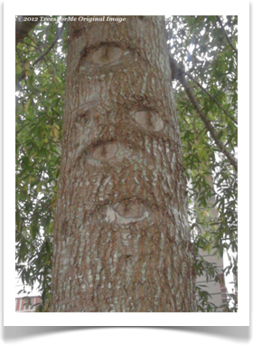 Quercus phellos, Willow Oak, bark 