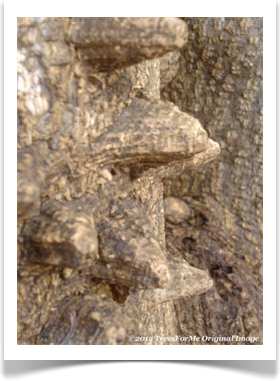 Zanthoxylum clava-herculis, Hercules Club, bark protrusions