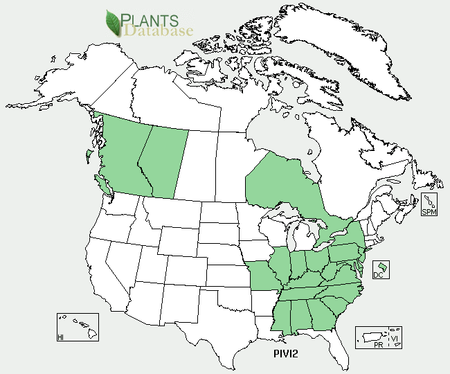 Pinus virginiana is native to Alabama, Delaware, Georgia, Illinios, Indiana, Kentucky, Maryland, Mississippi, Missouri, New Jersey, New York, North Carolina, Ohio, Pennsylvania, South Carolina, Virginia, and West Virginia