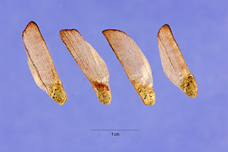 Pinus virginiana seeds have a single brown wing