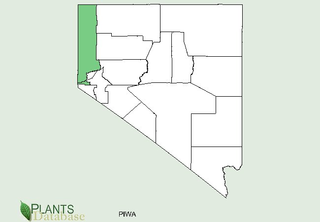 Pinus washoensis is native to the western border counties of Nevada