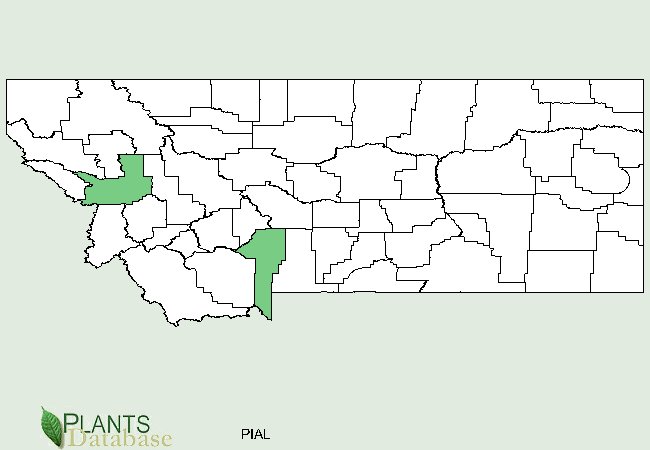 Pinus albicaulis is native to two isolated poipulations in the west and southwest part of Montana