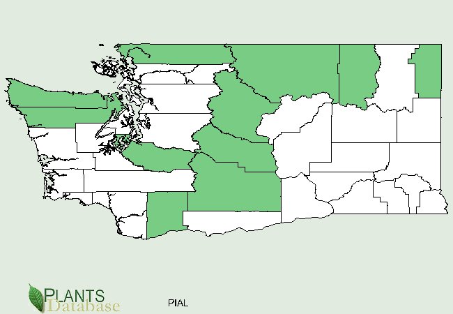 Pinus albicaulis is native to the northern counties of Washington as well as an area just west of the center