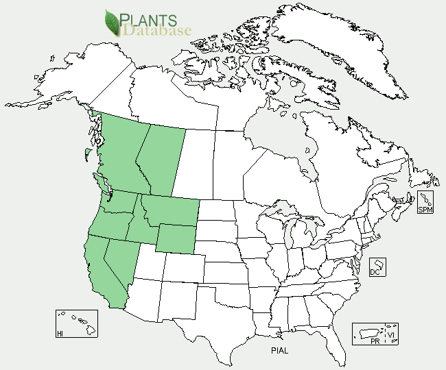 White bark pine is native to California, Idaho, Montana, Nevada, Oregon, Washington, and Wyoming in the USA.  In Canada it is native to Alberta and British Columbia