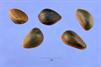 Pinus albicaulis seeds are hard, round and without a wing