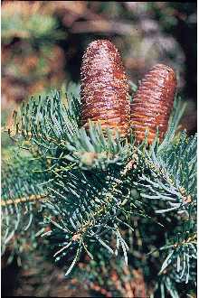 Upright cones of Colorado fir perch near the branch tips