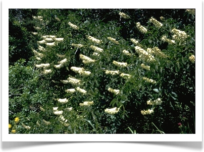 Aesculus californica, California buckeye, in bloom