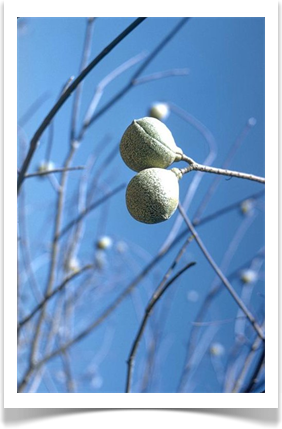 Aesculus californica, California buckeye, seed pods