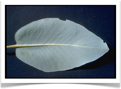Pacific madrone leaf underside