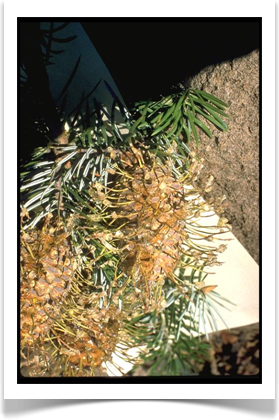 bristlecone fir abies bracteata cones