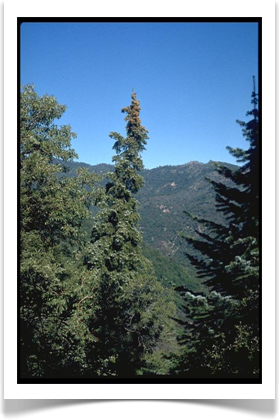 bristlecone fir abies bracteata