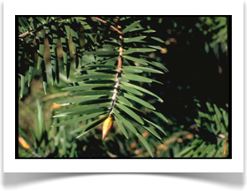 Bristlecone fir branch tip