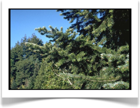bristlecone fir branches