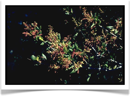 california live oak quercus agrifolia foliage