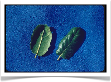 california live oak quercus agrifolia leaves close up