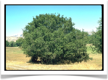 california live oak quercus agrifolia