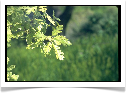 california white oak foliage