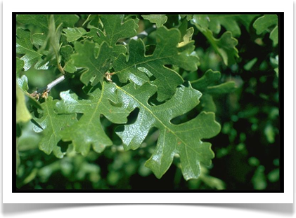 california white oak quercus lobata leaves close up