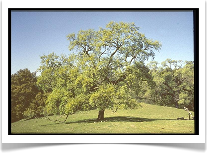 california white oak quercus lobata mature