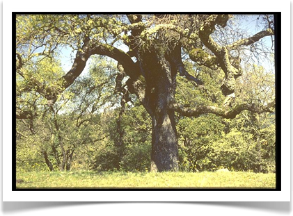 california white oak quercus lobata
