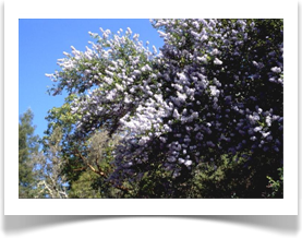 Ceanothus thyrsiflorus, Blue Blossom flowering