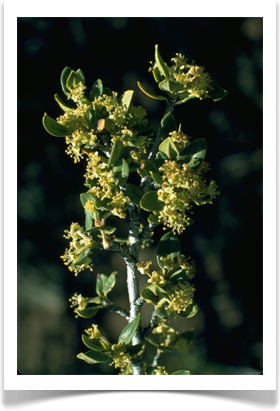Cercocarpus ledifolius, Curl-leaf Mahogany, flowers