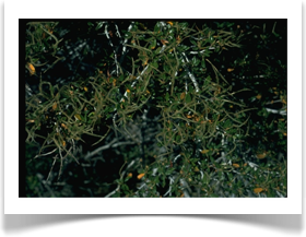 Cercocarpus ledifolius, Curl-leaf Mahogany, catkins