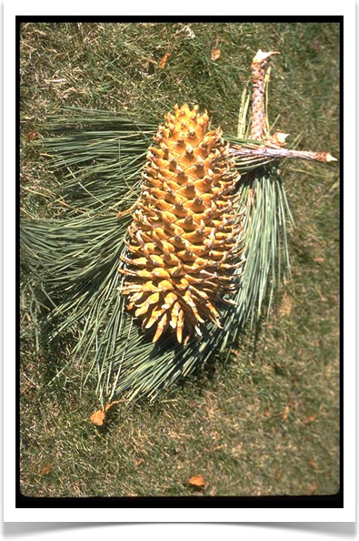 coulter pine cone upright