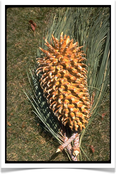 coulter pine pinus coulteri cone