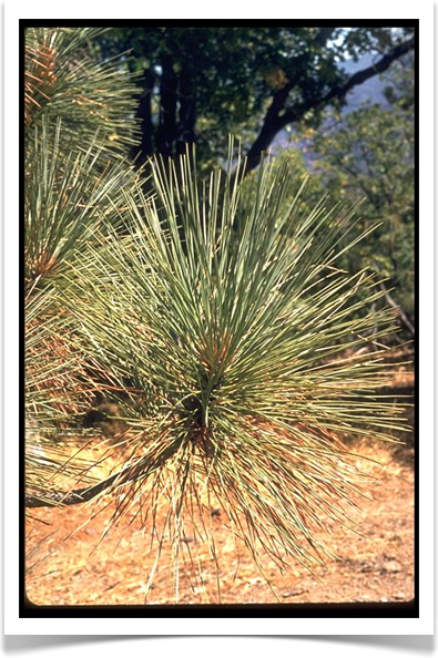 coulter pine pinus coulteri needles