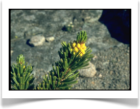 Foxtail pine, Pinus balfouriana, needles with catkins