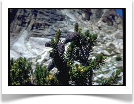 Foxtail pine, Pinus balfouriana, cones needles catkins