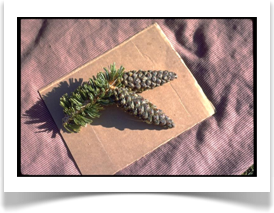 Foxtail pine, Pinus balfouriana, cones