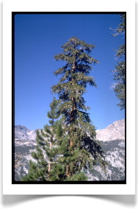 Foxtail pine, Pinus balfouriana, mature