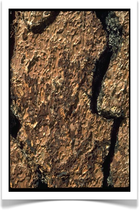 Jeffery pine, Pinus jeffreyi, bark texture