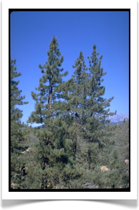Jeffery pine, Pinus jeffreyi, mature tree