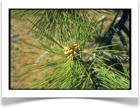 Jeffery pine, Pinus jeffreyi, Needles