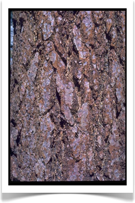 Jeffery pine, Pinus jeffreyi, trunk close up