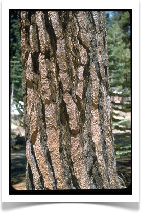 Jeffery pine, Pinus jeffreyi, trunk ridges