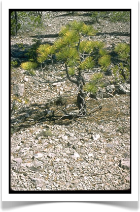 Jeffery pine, Pinus jeffreyi, young tree