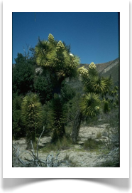 Yucca brevifolia, Joshua Tree