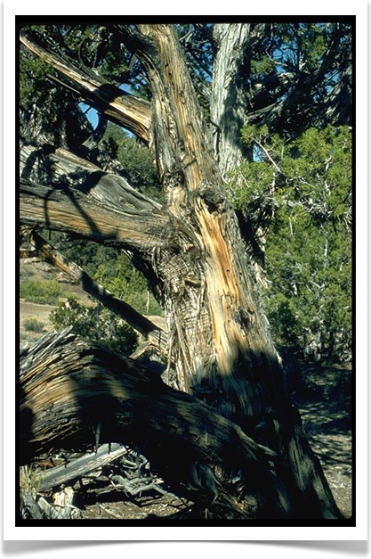 juniperus_osteosperma_trunk_smcc