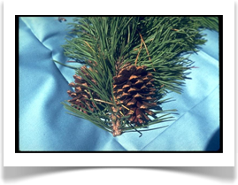 Lodgepole pine, Pinus contorta, cones