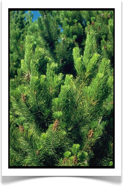Lodgepole pine, Pinus contorta, foliage