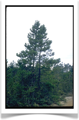 Lodgepole pine, Pinus contorta, stand