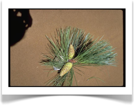 Ponderosa pine cone cluster