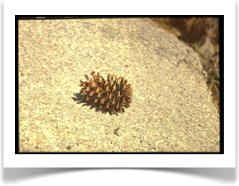 Ponderosa pine, Pinus ponderosa cone