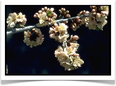 Prunus subcordata, Klamath Plum